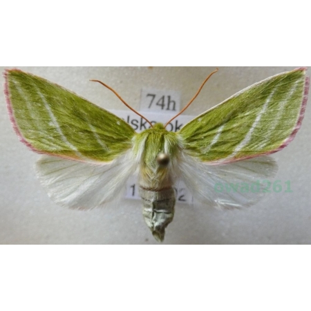 Pseudoips prasinana (Linnaeus, 1758) male Zielonka ukośnica Poland74h